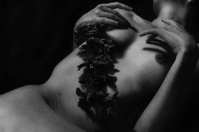 Butterfly Chest - American Beauty, Youth