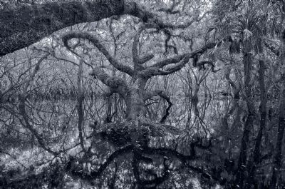 The Angel, Sarasota, FL