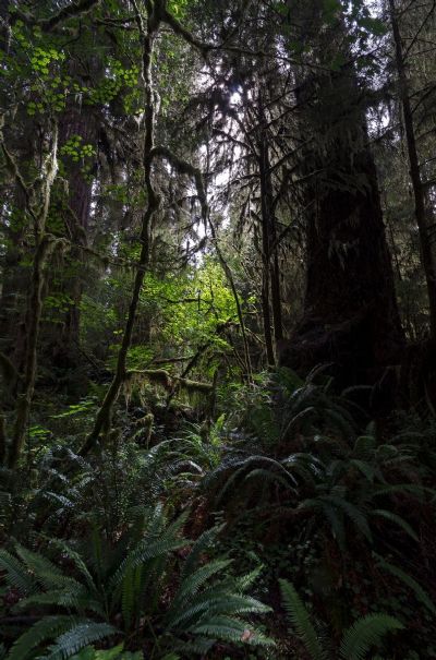 Quinault Rainforest, WA
