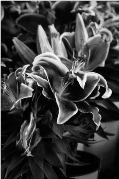 Lillies
