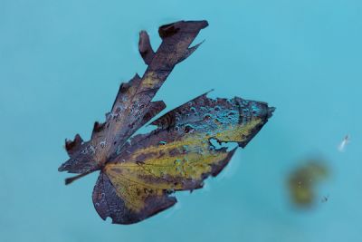 I Could Have Been One Of These Things