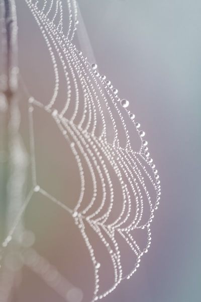 Welcoming The Bosom Of Spring