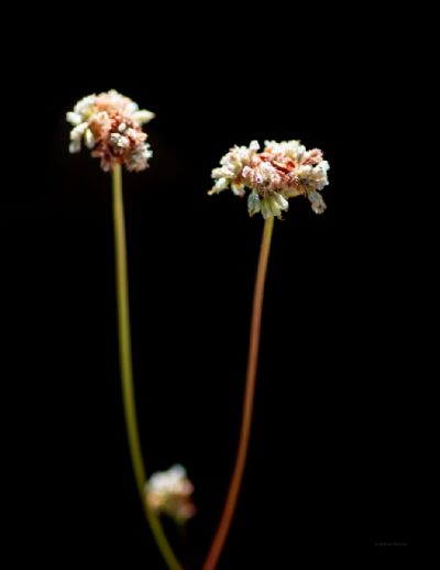 The Nights Are Getting Strange