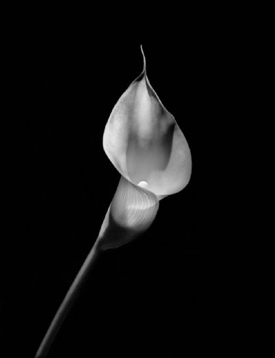 Calla Lily 1