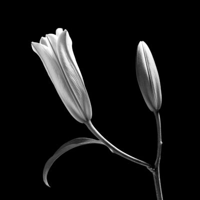 Calla Lily 2