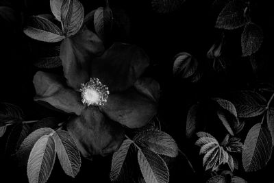 Dark Flower