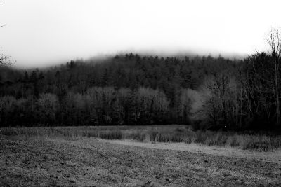 The Forest for the Trees