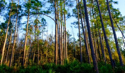Forest at Colt Creek