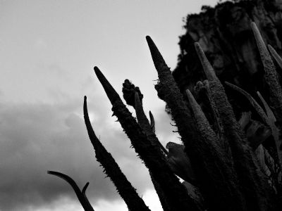 My Tender Tendrils