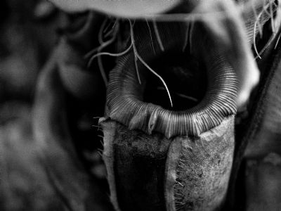 Pitcher Plant