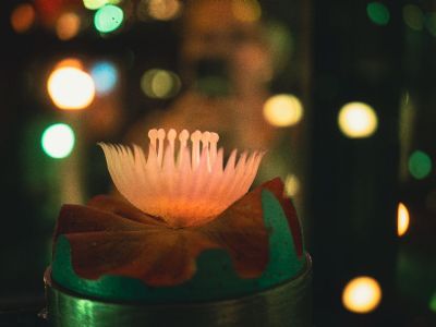 A Holiday in Motion