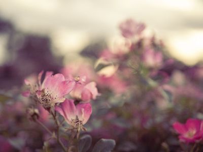 Flowers Fading Fast