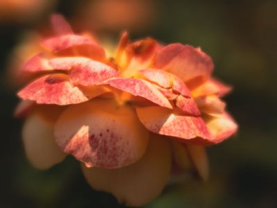 Full-Sun Rose