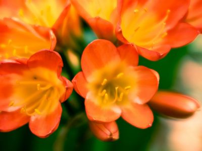 Burning Orange