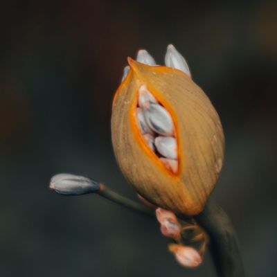 Just Budding