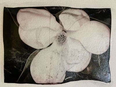 Losing Magnolia 