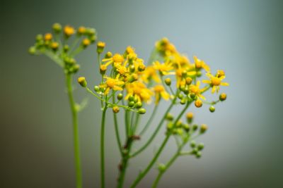 Even the Weeds