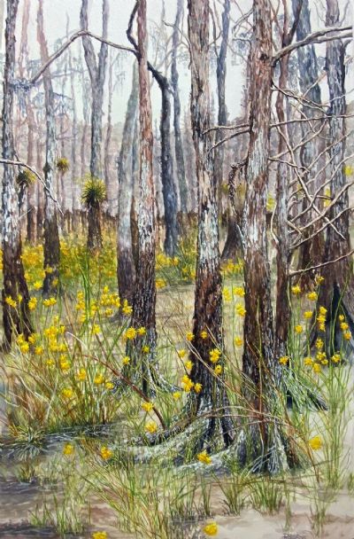 Everglades: The Dry Season