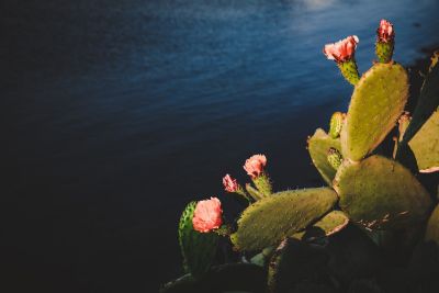Cliffside Cactus, Port Lligat Spain