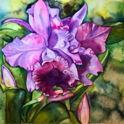 Cattleya Orchid