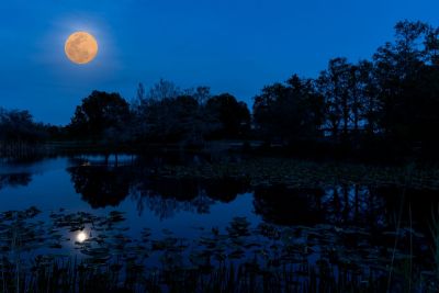 Moon Over the Marsh