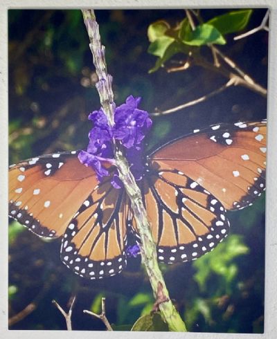 Peek -A - Boo Monarch 