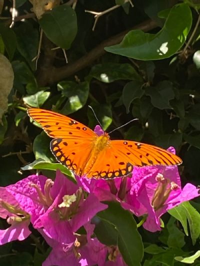 Spreading The Butterfly Love