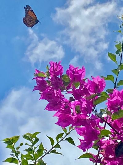 Butterfly In The Air