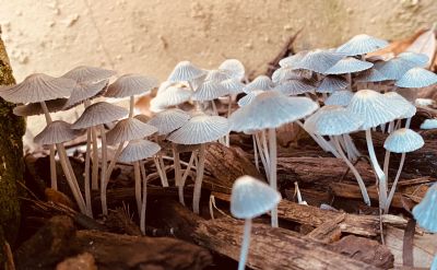 Shrooms arriving