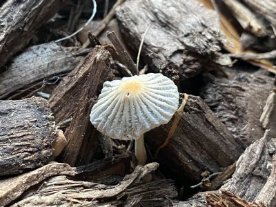 Lone Shroom