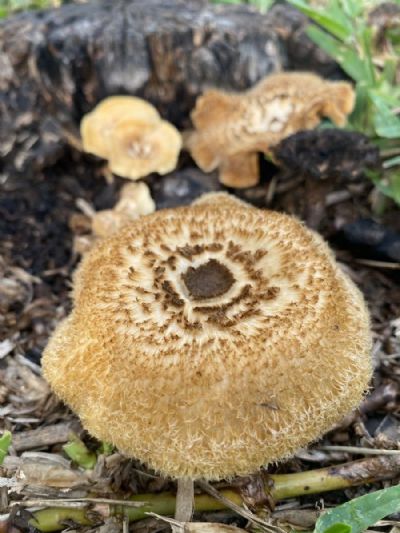Toasted Mushroom