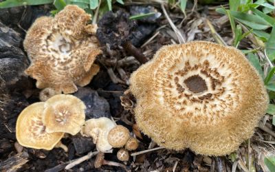 Sun Kissed Shrooms 