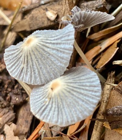 Oriental Mushrooms