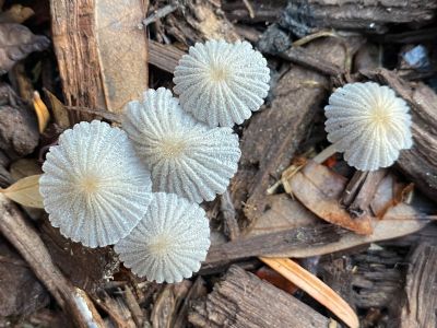Beautiful Shrooms