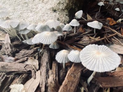 Festival of Mushrooms 