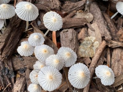 Mini Umbrellas?