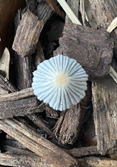 Seashell. I think not!