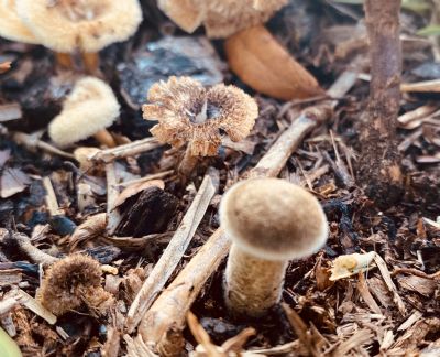 Shrooming Around 