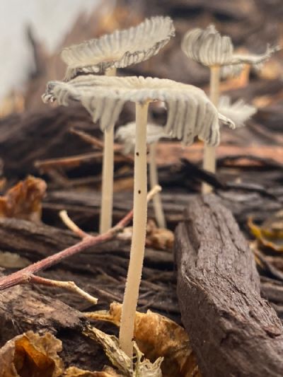 Side View