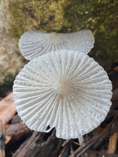 Top View 