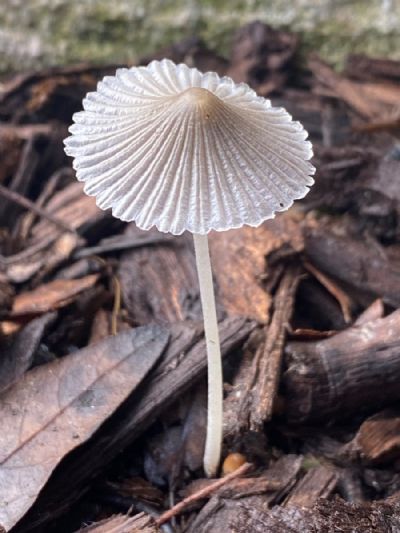 One Proud Mushroom 