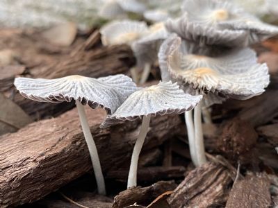 Mushrooms 