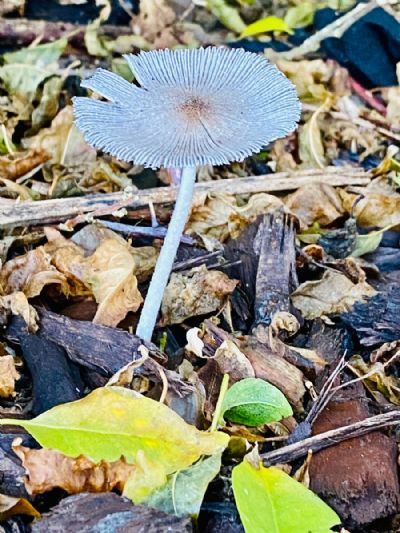 Mushroom Glory 