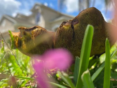 A Monotonous Mushroom