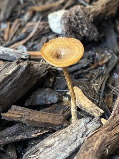One Tall One 