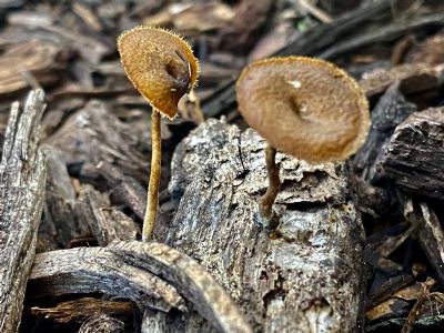 Squiggly Wiggly Mushroom