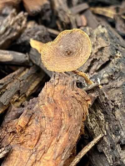Mushroom and Mulch