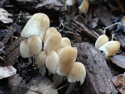 Baby Mushrooms