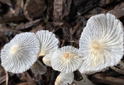 A Wave Of Mushrooms