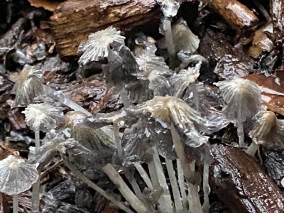 Not Frozen, just Wet